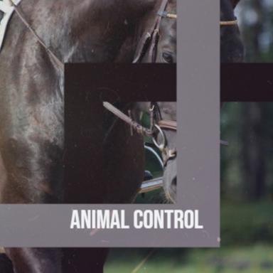 Animal Control