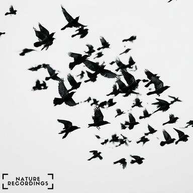Birds In The Forest
