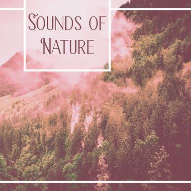 Birds Sounds