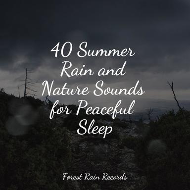Forest, Rain, Birds, Winter