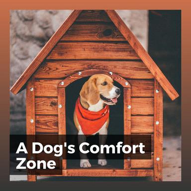 Wondrous Sound for a Pet