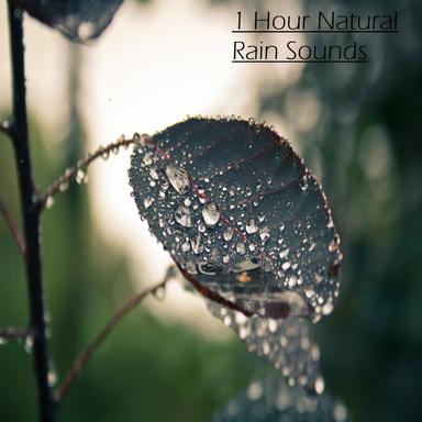 Rain Sound: Easy Sleeping
