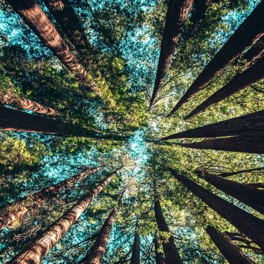 Leaves & Shoots