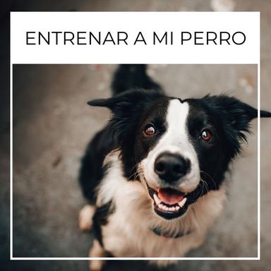 Ayudar a Tus Mascotas