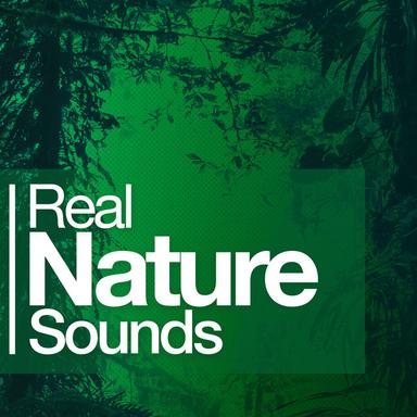 Rain Wave Sounds