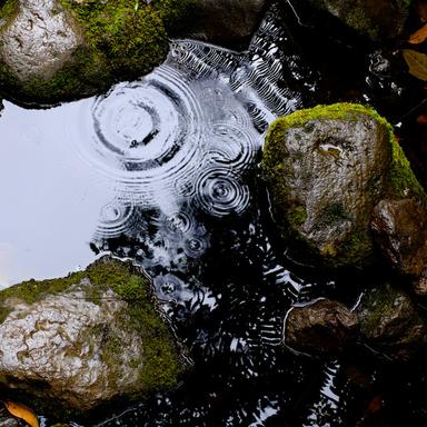 Windy Rain
