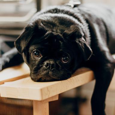 Lazy Day
