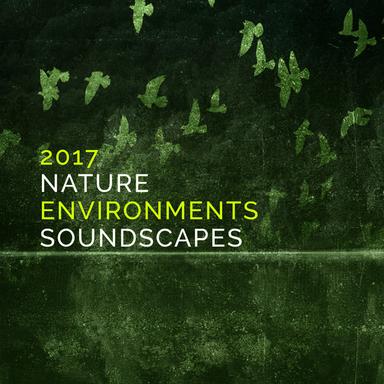 Forest Birds and Ambient Wave