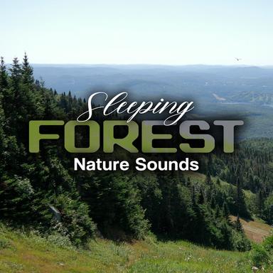 Forest Tropical Rain