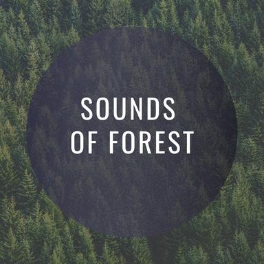 Lost Direction - Forest Version