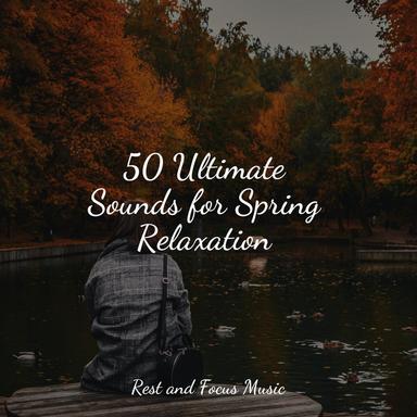 Soothing Forest Melody