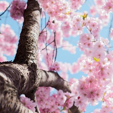 Spring in the Arctic