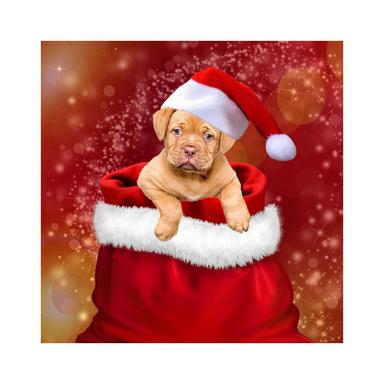 A Dash of Christmas