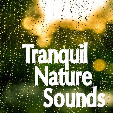Rain Sounds - Concentrate