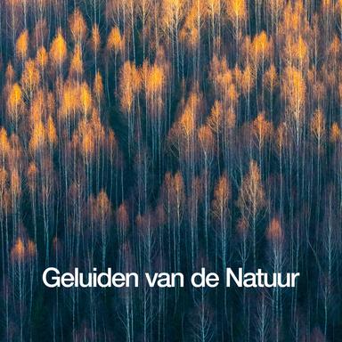 Woodland Streams and Birds