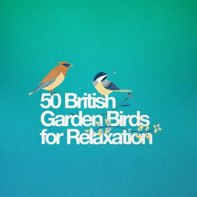 Birds Outside