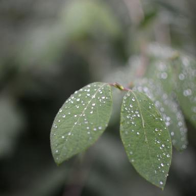 Shower Raindrops