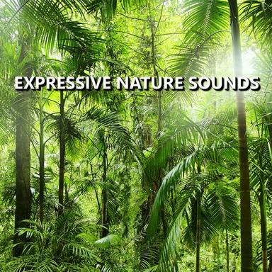 Excellent Summer Nature Recording