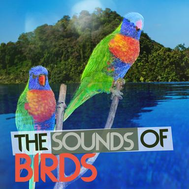 Rural Birds