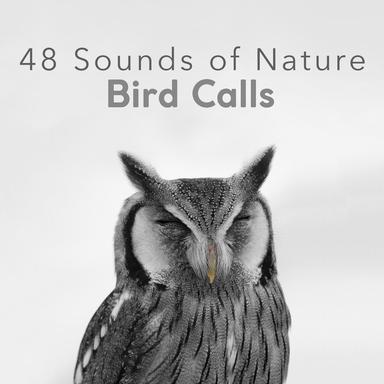 Repeating Birds