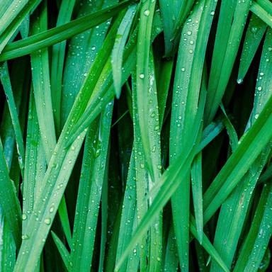 Sweet Dew Meadow