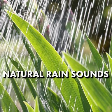 Dreary Meditation Pouring Rain Sounds