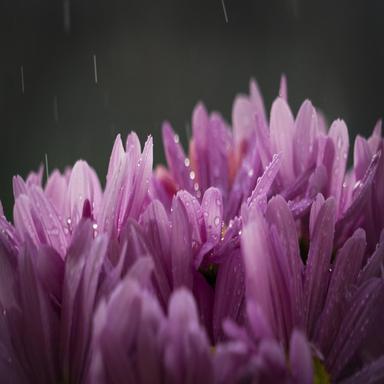 Loopable Soft Rainfall for Sleep