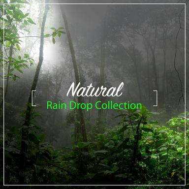 Rain Sound: Tropical Forest